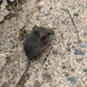 Meet your Posher, Caleb